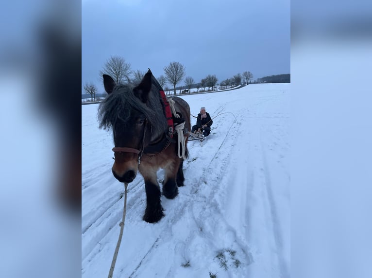 Belgian Draft Mare 13 years 16.1 hh Brown Falb mold in Pracht