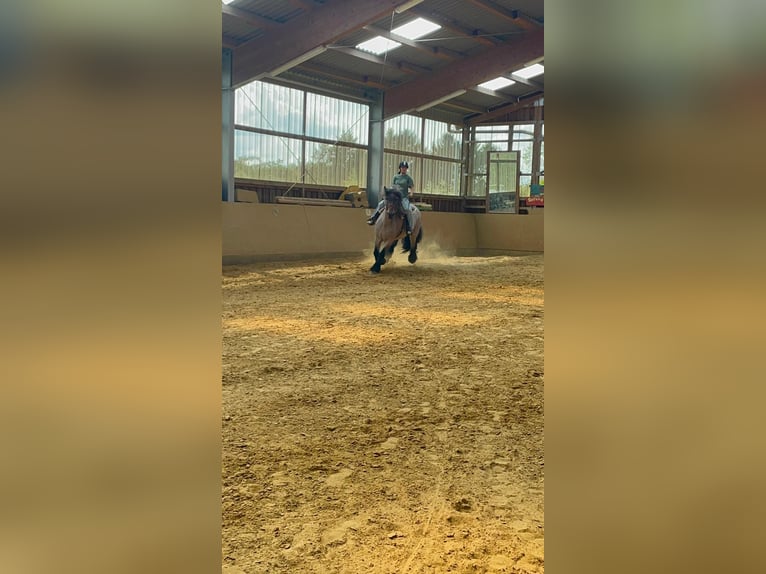 Belgian Draft Mare 13 years 16.1 hh Brown Falb mold in Pracht