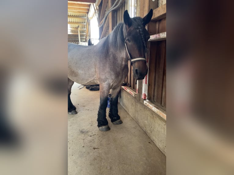 Belgian Draft Mare 13 years 16.1 hh Brown Falb mold in Pracht