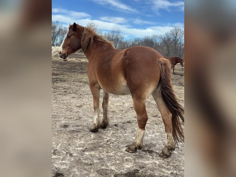 Belgian Draft Mix Mare 13 years 16 hh Chestnut in Rensselaer
