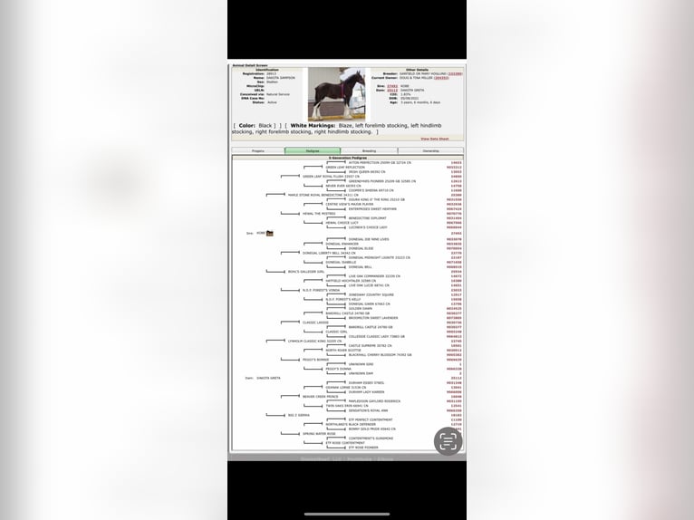 Belgian Draft Mix Mare 13 years 16 hh Chestnut in Rensselaer