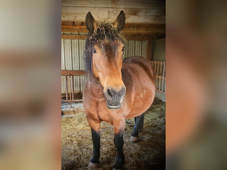 Belgian Draft Mare 15 years 15,2 hh Chestnut in Bad Brückenau