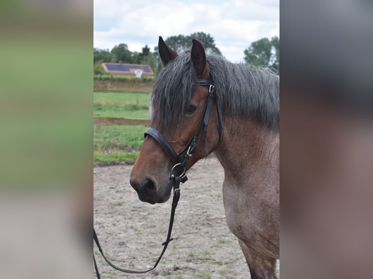 Belgian Draft Mare 15 years 15,2 hh Roan-Bay in Achtmaal