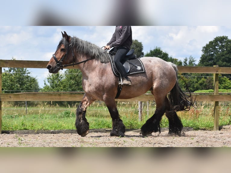 Belgian Draft Mare 15 years 15,2 hh Roan-Bay in Achtmaal