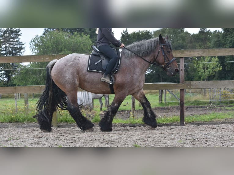 Belgian Draft Mare 15 years 15,2 hh Roan-Bay in Achtmaal