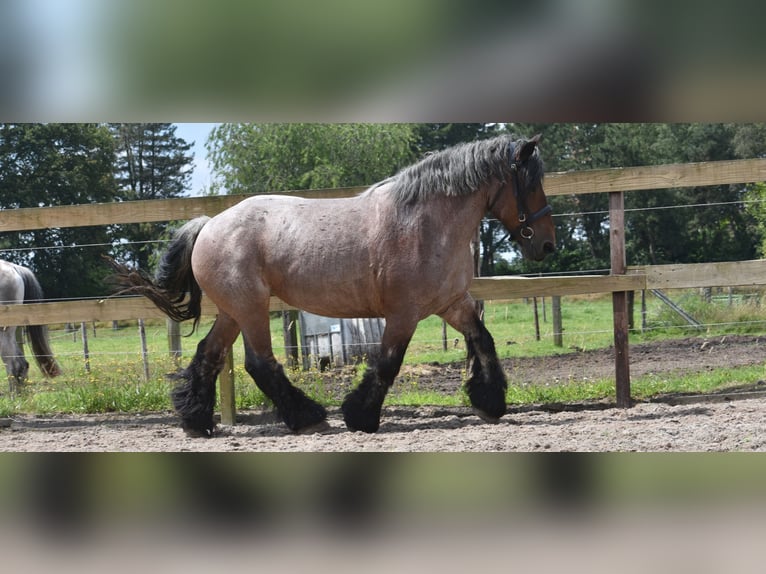 Belgian Draft Mare 15 years 15,2 hh Roan-Bay in Achtmaal