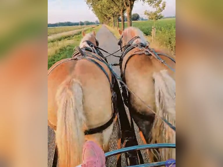 Belgian Draft Mare 17 years 16,2 hh Chestnut-Red in Voorst