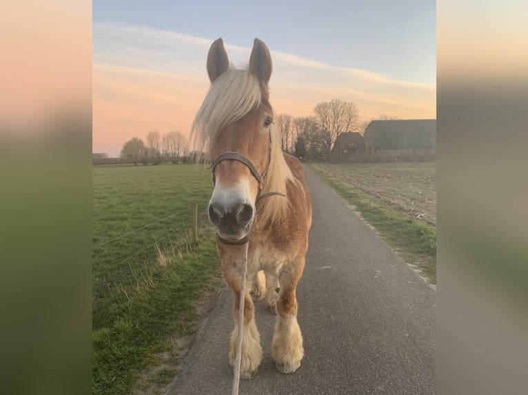 Belgian Draft Mare 17 years 16,2 hh Chestnut-Red in Voorst