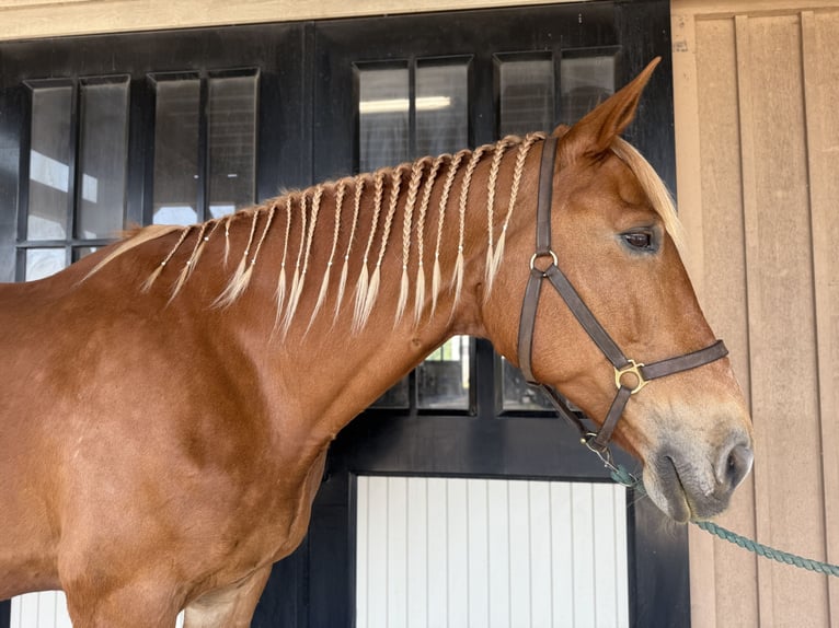 Belgian Draft Mare 18 years 18 hh Palomino in Leesburg