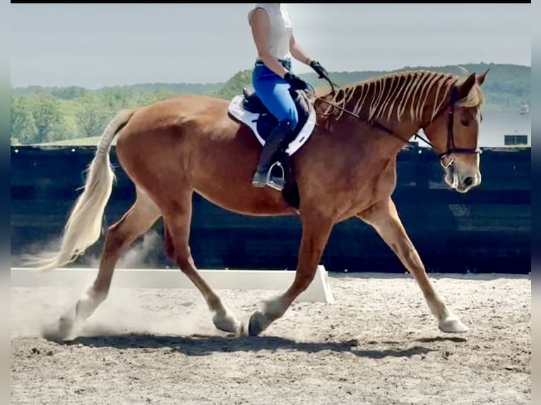 Belgian Draft Mare 18 years 18 hh Palomino in Leesburg