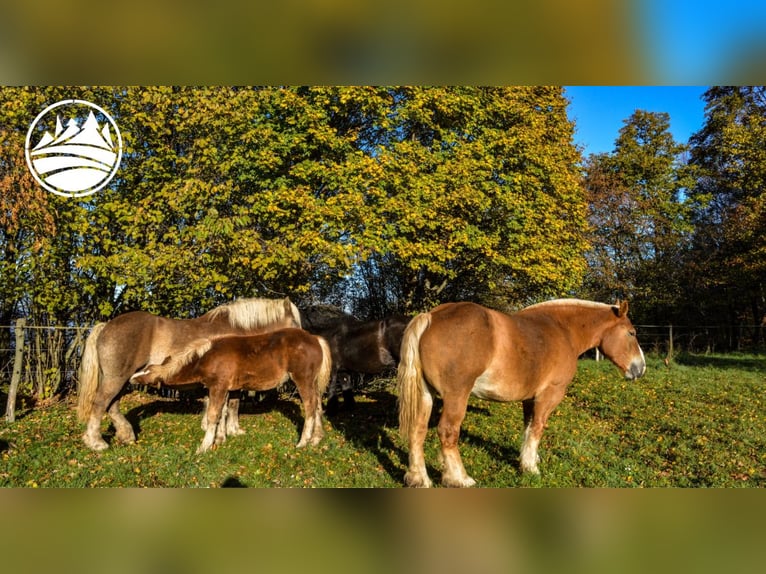 Belgian Draft Mare 18 years in Pukanec Belgian Draft Mare 18 years in Pukanec
