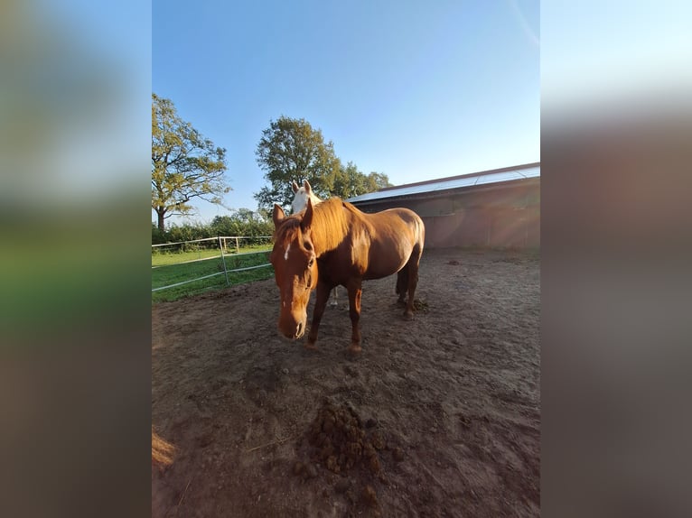 Belgian Draft Mix Mare 19 years 15,2 hh Chestnut-Red in Coesfeld