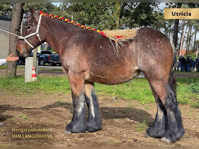 Belgian Draft Mare 1 year Gray-Blue-Tan in Denderbelle