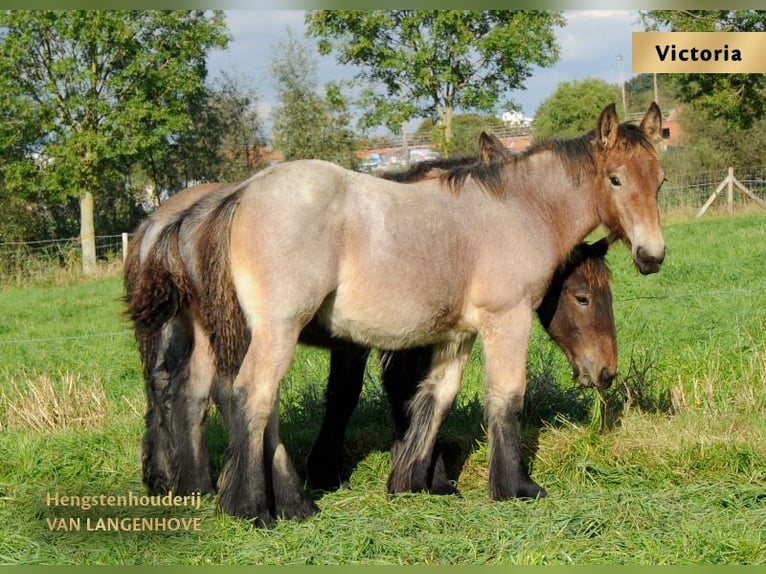 Belgian Draft Mare 1 year Gray-Blue-Tan in Denderbelle