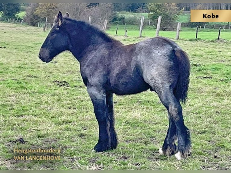 Belgian Draft Mare 1 year Gray-Blue-Tan in Denderbelle