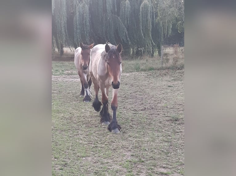 Belgian Draft Mare 1 year Roan-Bay in Kerkdriel