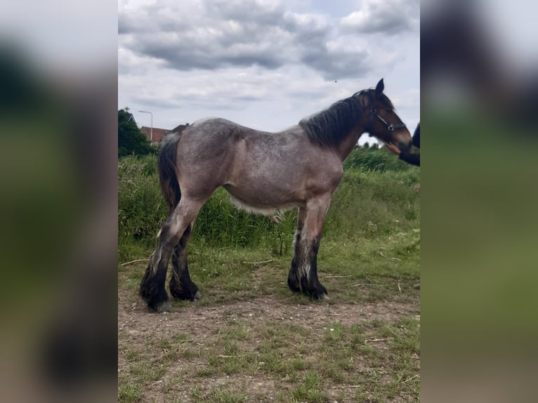 Belgian Draft Mare 1 year Roan-Bay in Kerkdriel