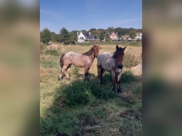 Belgian Draft Mare 1 year Roan-Bay in Kerkdriel