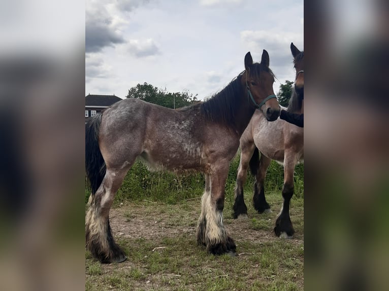 Belgian Draft Mare 1 year Roan-Bay in Kerkdriel