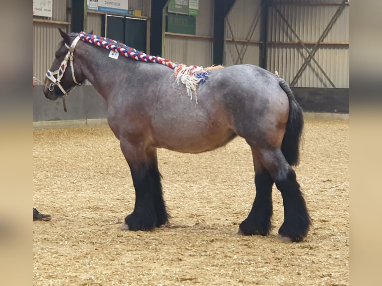 Belgian Draft Mare 3 years 16,1 hh Roan-Bay in Kerkdriel