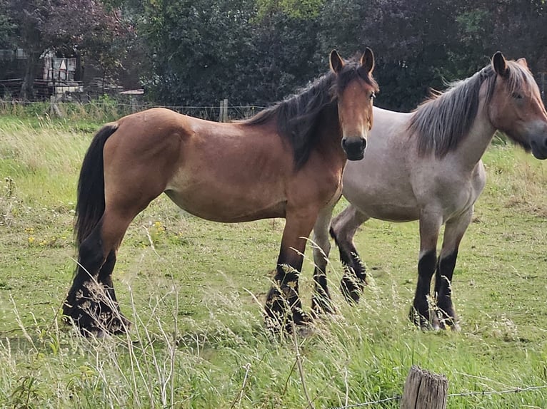 Belgian Draft Mare 3 years in Philippine