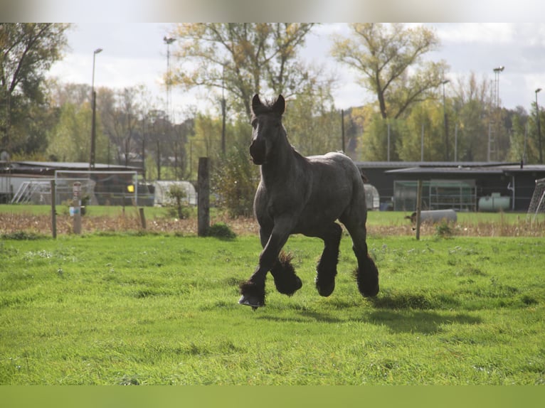 Belgian Draft Mare 3 years Grey-Blue-Tan in Herdersem