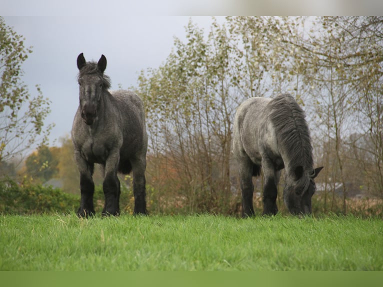 Belgian Draft Mare 3 years Grey-Blue-Tan in Herdersem