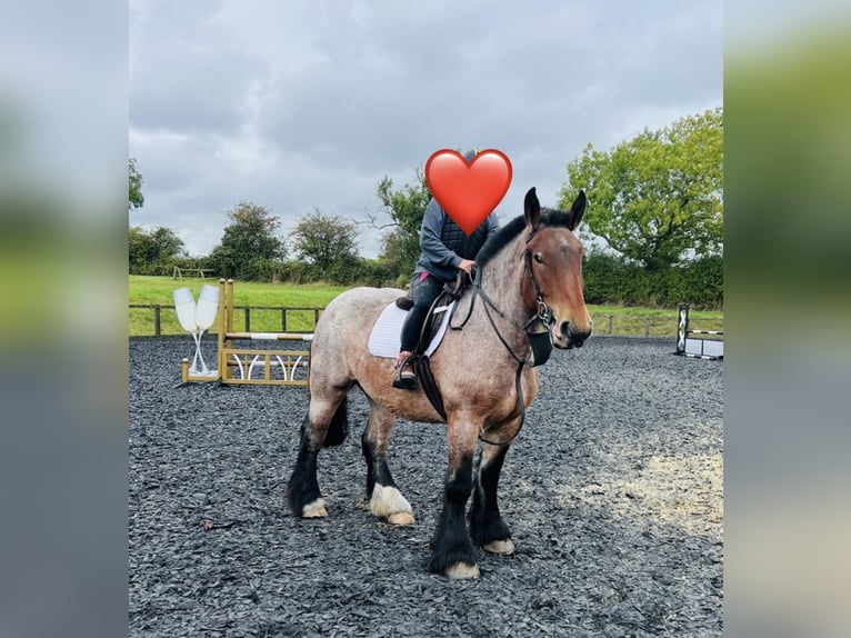 Belgian Draft Mare 4 years 15,1 hh Roan-Bay in Melton Mowbray