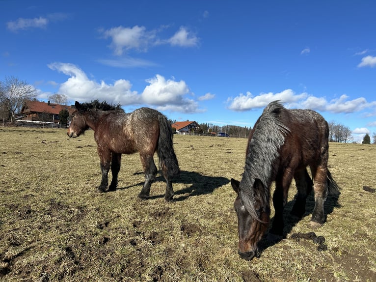 Belgian Draft Mare 4 years 15,2 hh Gray-Red-Tan in Icking