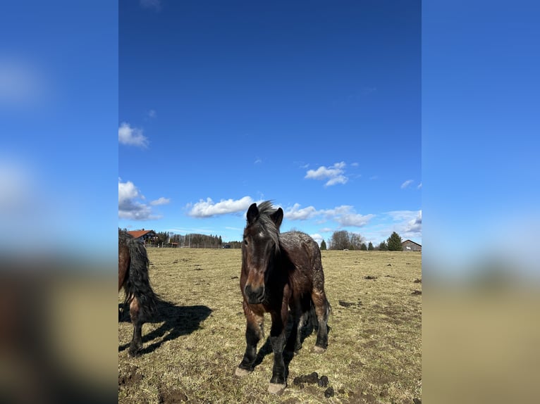 Belgian Draft Mare 4 years 15,2 hh Gray-Red-Tan in Icking