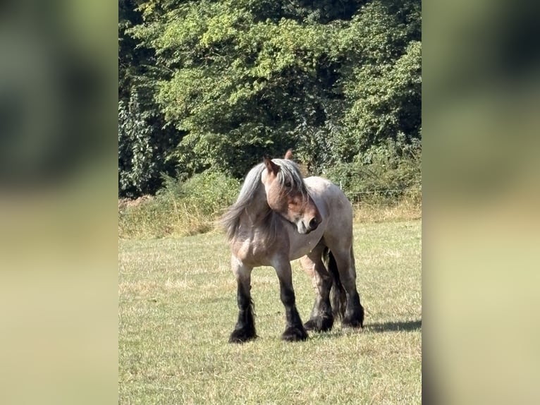 Belgian Draft Mare 4 years 16 hh Brown Falb mold in Valwig