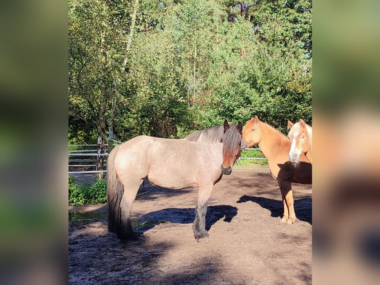 Belgian Draft Mare 4 years 16 hh Gray-Red-Tan in Recke