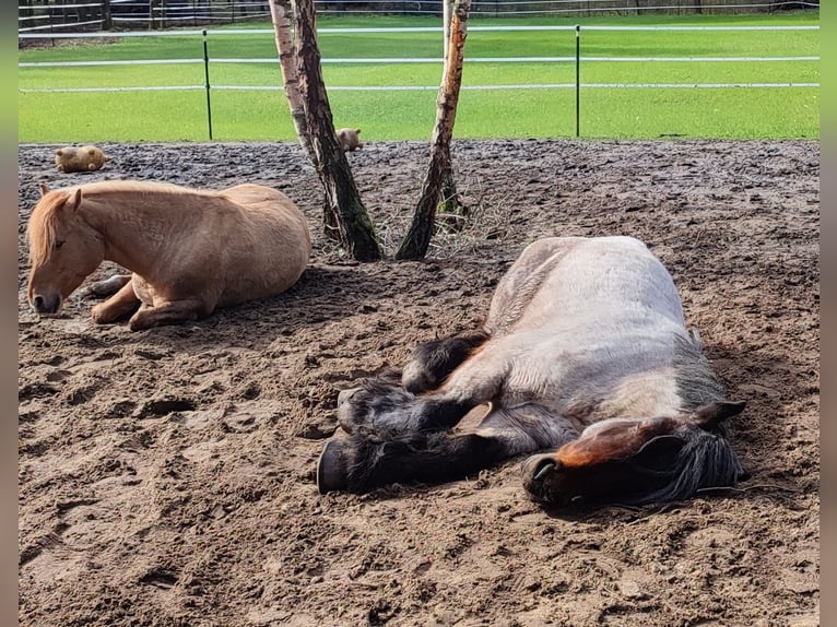 Belgian Draft Mare 4 years 16 hh Gray-Red-Tan in Recke