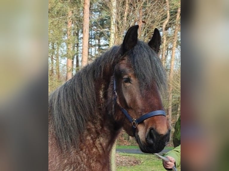 Belgian Draft Mare 4 years 16 hh Gray-Red-Tan in Recke