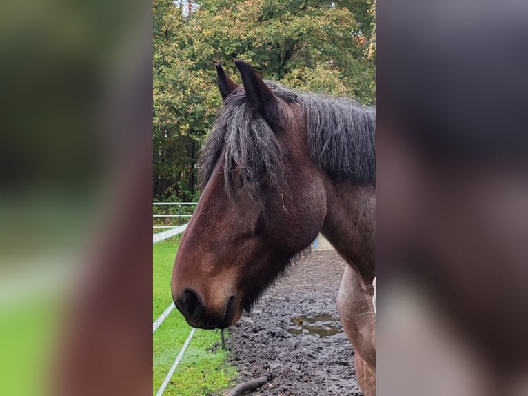 Belgian Draft Mare 4 years 16 hh Gray-Red-Tan in Recke