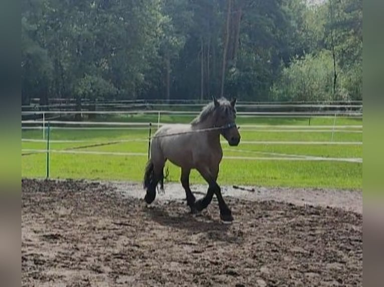 Belgian Draft Mare 4 years 16 hh Gray-Red-Tan in Recke