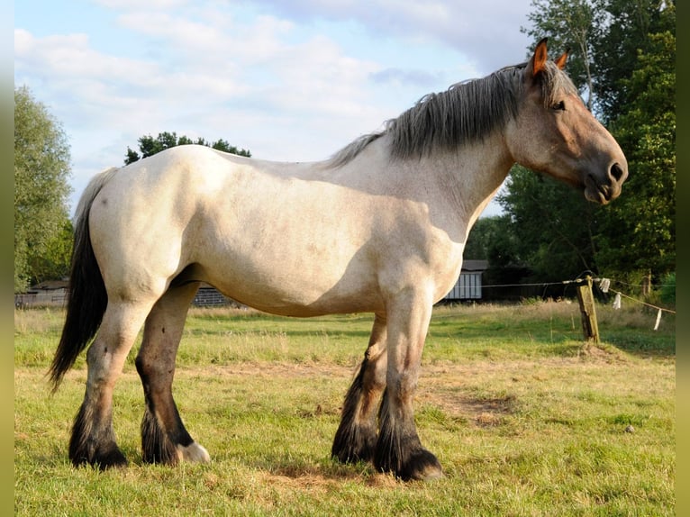 Belgian Draft Mare 4 years 16,1 hh Gray-Red-Tan in Ranst
