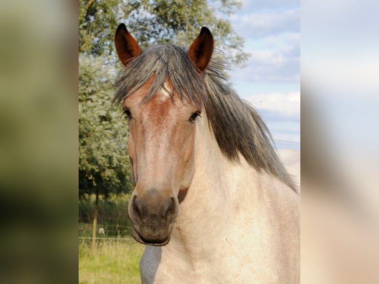 Belgian Draft Mare 4 years 16,1 hh Gray-Red-Tan in Ranst
