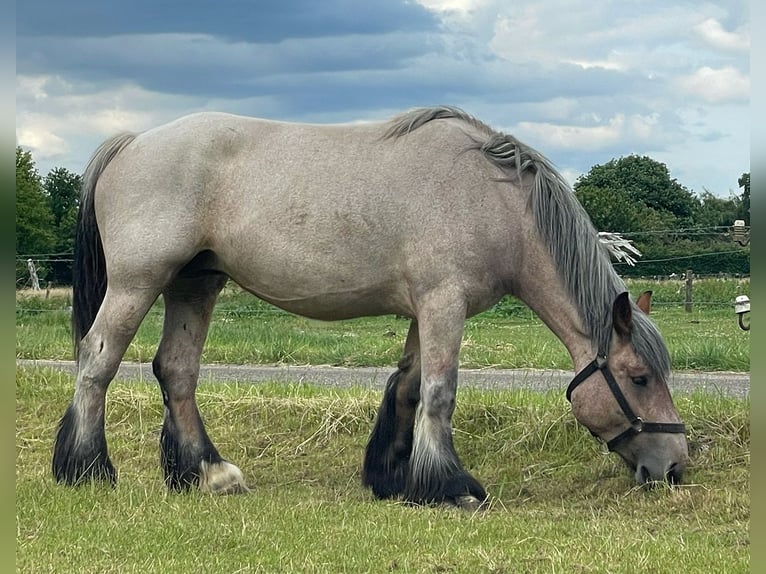 Belgian Draft Mare 4 years 16,1 hh Gray-Red-Tan in Ranst