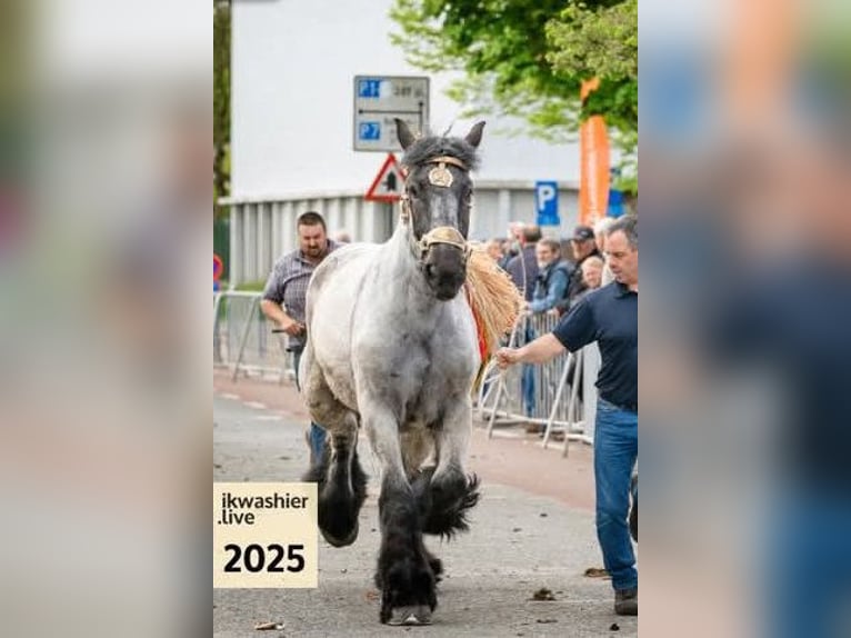 Belgian Draft Mare 4 years Grey-Blue-Tan in Herdersem