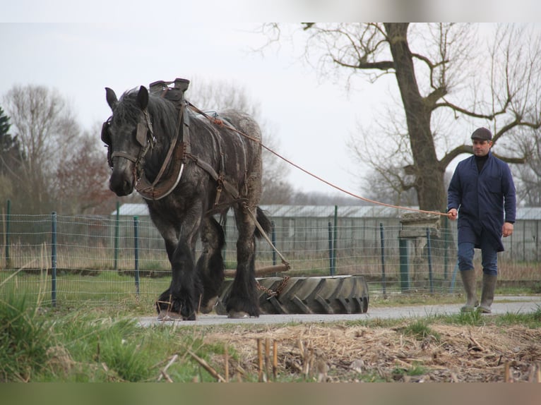 Belgian Draft Mare 4 years Grey-Blue-Tan in Herdersem