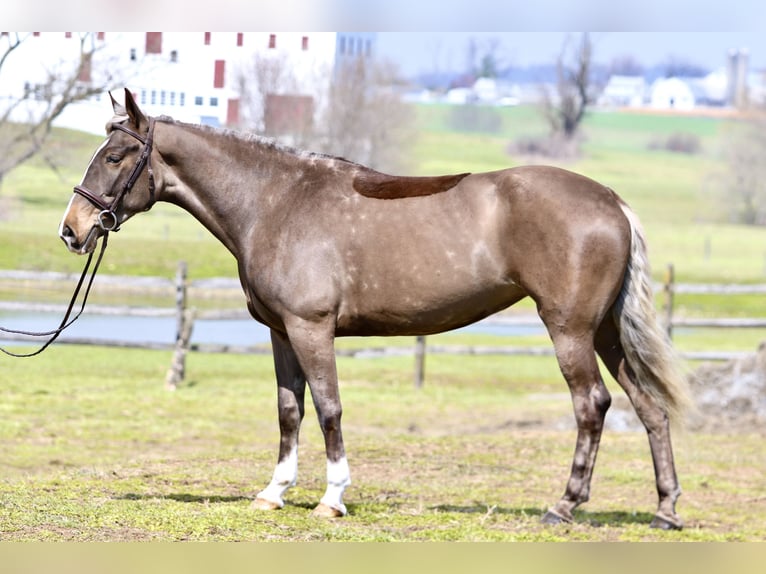 Belgian Draft Mix Mare 4 years Palomino in Gap
