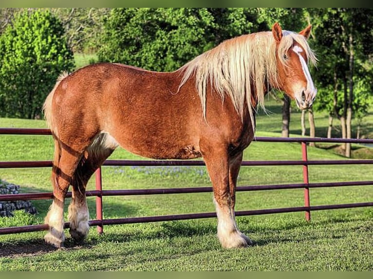 Belgian Draft Mix Mare 5 years 10,1 hh Brown in Toronto