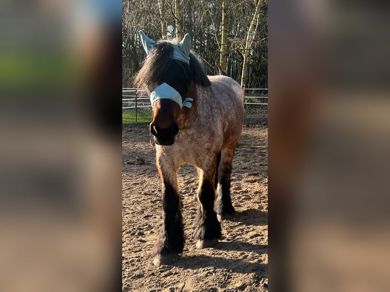 Belgian Draft Mare 5 years 16 hh Gray-Red-Tan in Recke