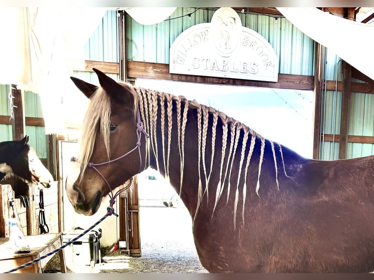 Belgian Draft Mare 5 years 18.2 hh Sorrel in Fort Collins