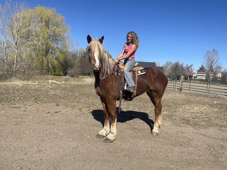Belgian Draft Mare 5 years 18.2 hh Sorrel in Fort Collins
