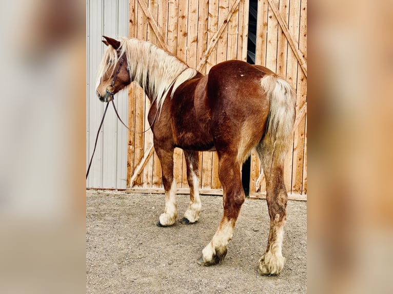 Belgian Draft Mare 5 years 18,2 hh Sorrel in Fort Collins
