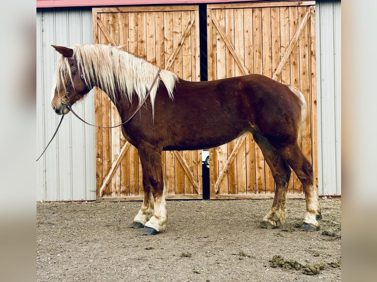 Belgian Draft Mare 5 years 18,2 hh Sorrel in Fort Collins
