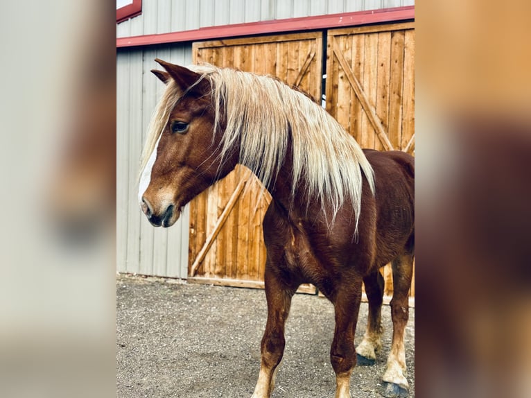 Belgian Draft Mare 5 years 18,2 hh Sorrel in Fort Collins