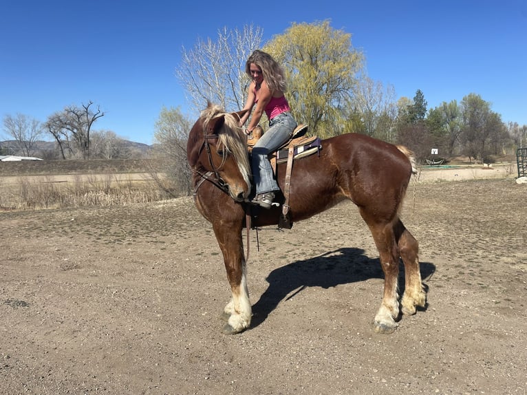 Belgian Draft Mare 5 years 18,2 hh Sorrel in Fort Collins